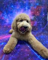 Cosmic Canine Training image 2